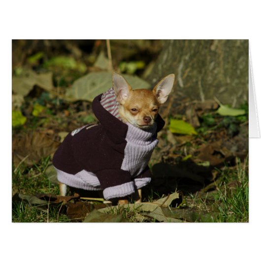 スタイリッシュ着付きチワホアパピー (正面横)