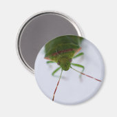 スタインアイマグネット マグネット (正面/裏面)