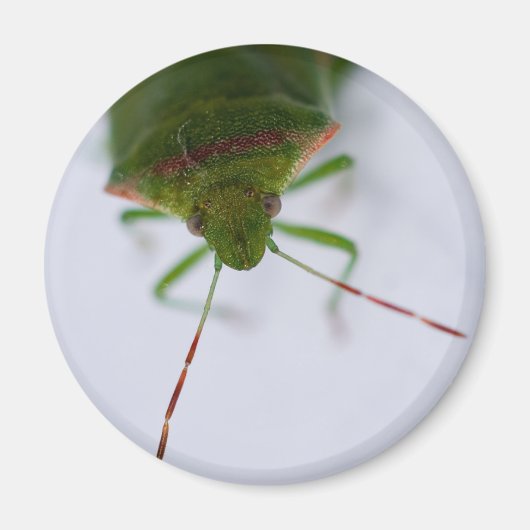 スタインアイマグネット マグネット (正面)