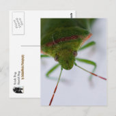 スタインアイ葉書 ポストカード (正面/裏面)