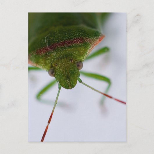 スタインアイ葉書 ポストカード (正面)