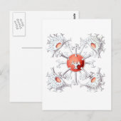 スタウアストラム ポストカード (正面/裏面)