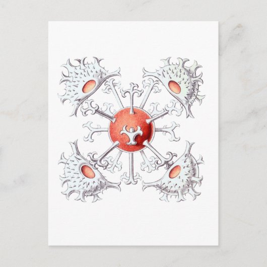 スタウアストラム ポストカード (正面)