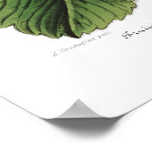 スタウベリー ポスター (角)