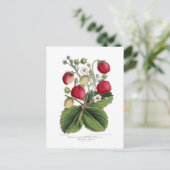 スタウベリー ポストカード (スタンド正面)