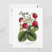 スタウベリー ポストカード (正面/裏面)