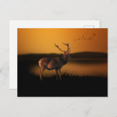 スタグサンライズミスティモーニングディアー ポストカード (正面/裏面)