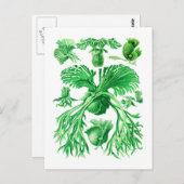 スタグホルンシダ ポストカード (正面/裏面)