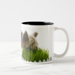 スタジオで撃たれる犬のくんくんかぐ隣人のヤード ツートーンマグカップ
