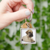 スタジオにあっているグレートデーンの子犬 キーホルダー (手)