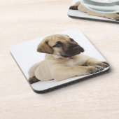 スタジオにあっているグレートデーンの子犬 コースター (左側)