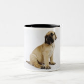 スタジオに坐っているグレートデーンの子犬 ツートーンマグカップ (中央)