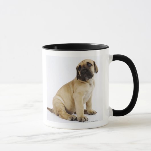 スタジオに坐っているグレートデーンの子犬 マグカップ (右)