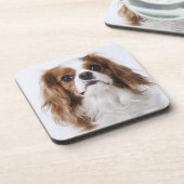 スタジオに坐っている無頓着なチャールズ王スパニエル犬 コースター (左側)