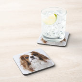 スタジオに坐っている無頓着なチャールズ王スパニエル犬 コースター (右側)