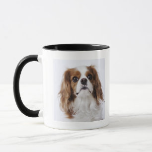 スタジオに坐っている無頓着なチャールズ王スパニエル犬 マグカップ
