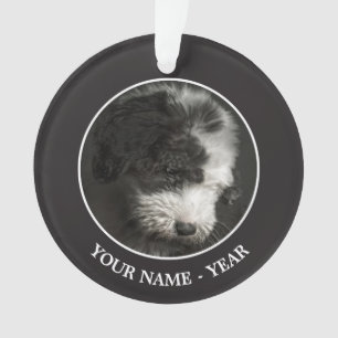スタジオのBobtail子犬のポートレート オーナメント