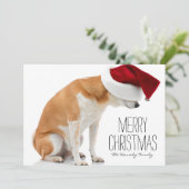 スタジオはサンタの帽子を身に着けている柴犬犬の撃ちました シーズンカード (スタンド正面)