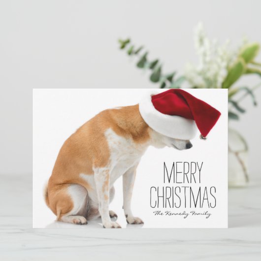 スタジオはサンタの帽子を身に着けている柴犬犬の撃ちました シーズンカード (スタンド正面)