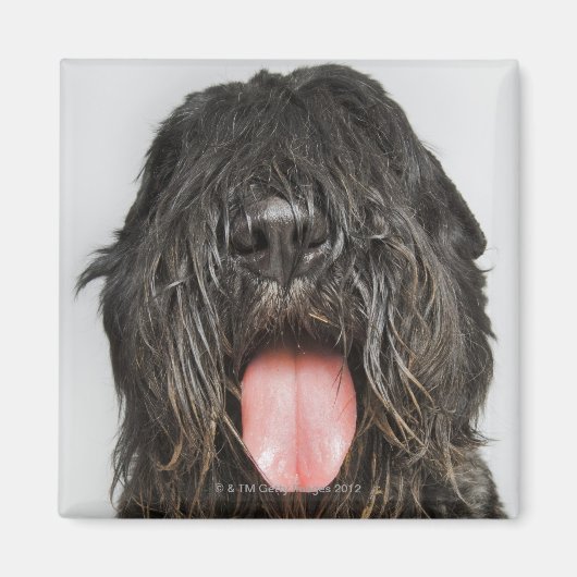 スタジオショット マグネット (正面)