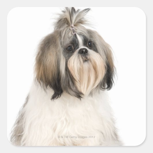 スタジオポートレートのシーズー（犬）Tzu スクエアシール (正面)