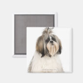 スタジオポートレートのシーズー（犬）Tzu マグネット (正面/裏面)
