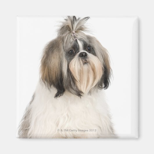 スタジオポートレートのシーズー（犬）Tzu マグネット (正面)
