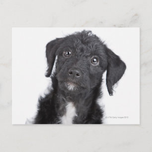 スタジオポートレートのブラック・ジャック・アードル ポストカード