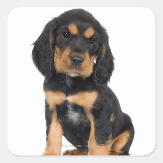 スタジオポートレートのロットワイラー子犬 スクエアシール (正面)