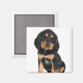 スタジオポートレートのロットワイラー子犬 マグネット (正面/裏面)