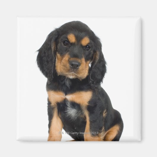 スタジオポートレートのロットワイラー子犬 マグネット (正面)