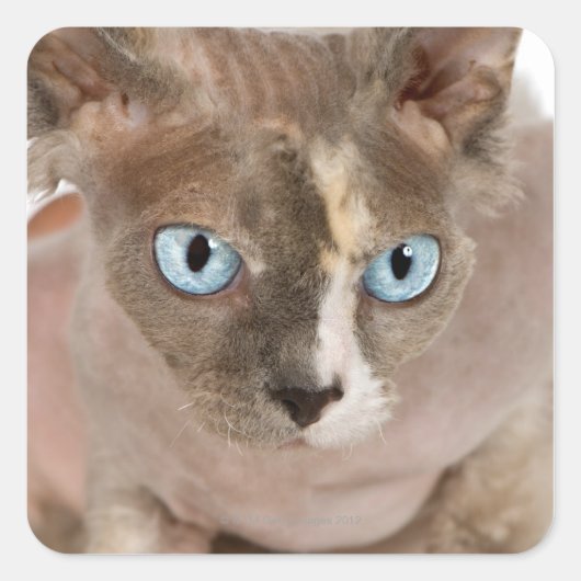 スタジオポートレートのSphynx cat スクエアシール (正面)