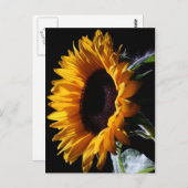 スタジオ1のひまわり ポストカード (正面/裏面)