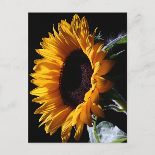 スタジオ1のひまわり ポストカード (正面)