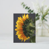 スタジオ2のひまわり ポストカード (スタンド正面)