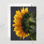 スタジオ2のひまわり ポストカード (正面/裏面)