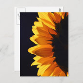 スタジオ4のひまわり ポストカード (正面/裏面)