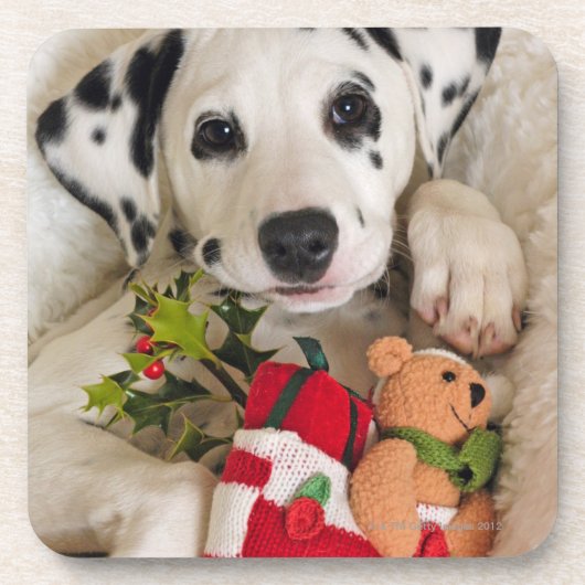 スタジオ コースター (正面)