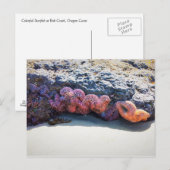 スタッカラフルフィッシュアットボブクリーク ポストカード (正面/裏面)