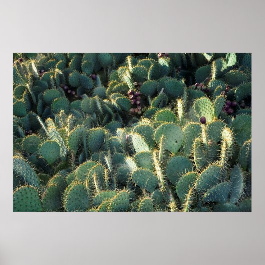 スタックヘリージカクティーン ポスター (正面)