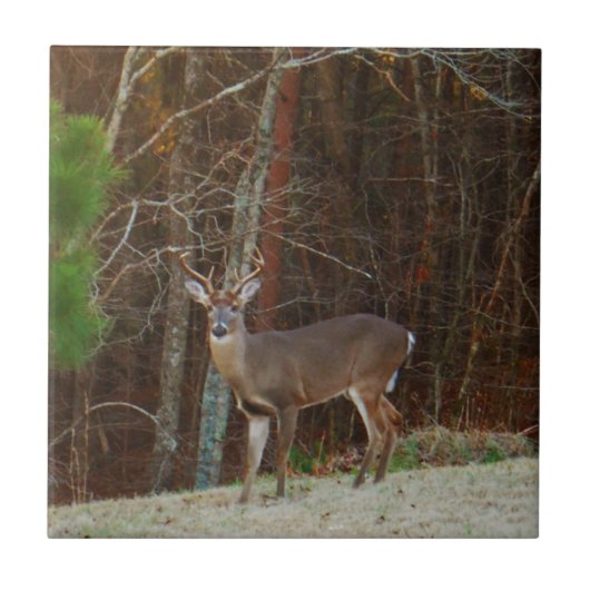 スタッグ/バックディアオークカモフラージュ タイル (正面)