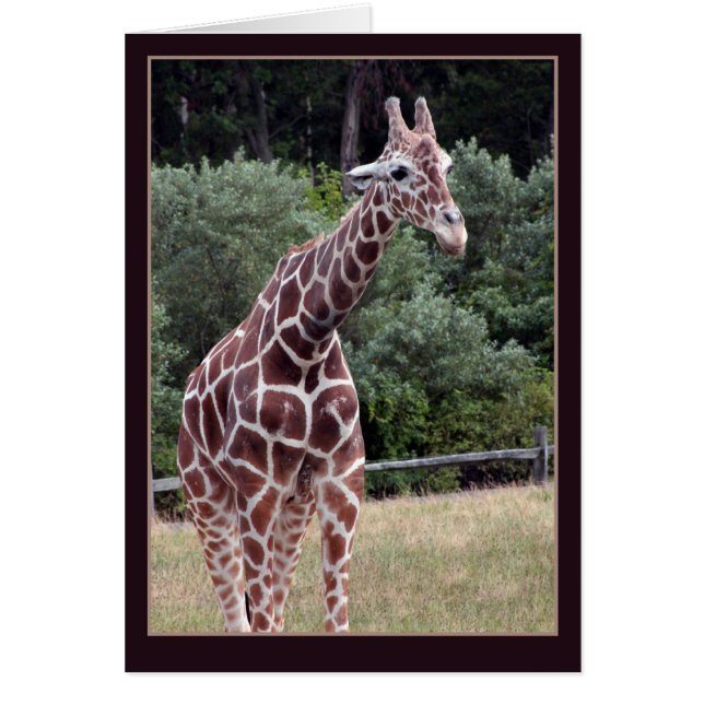 スタッリン (正面)