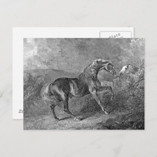 スタリオンホースヴィンテージイラストレーション ポストカード (正面/裏面)