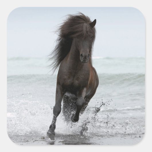 スタリオンランニングビーチ |北大西洋 スクエアシール (正面)