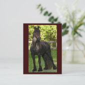 スタリオン絵を描はがき ポストカード (スタンド正面)