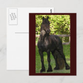 スタリオン絵を描はがき ポストカード (正面/裏面)