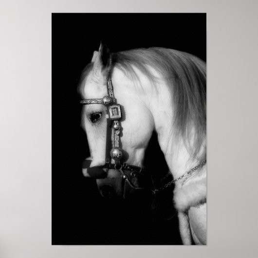 スタリオン ポスター (正面)