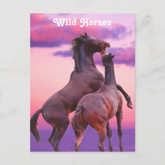 スタリ遊オン葉書 ポストカード (正面)