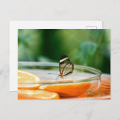 スタンダードポストカード ポストカード (正面/裏面)