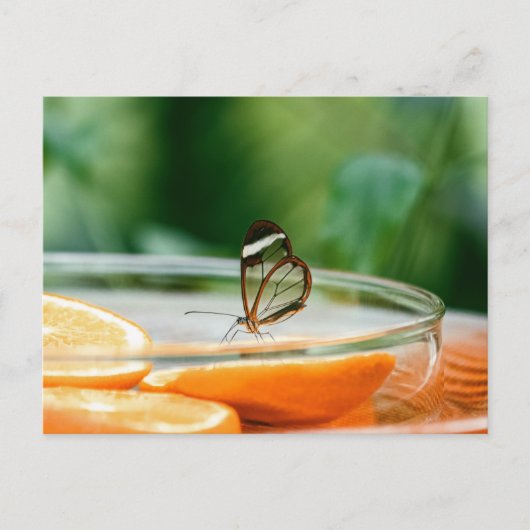 スタンダードポストカード ポストカード (正面)